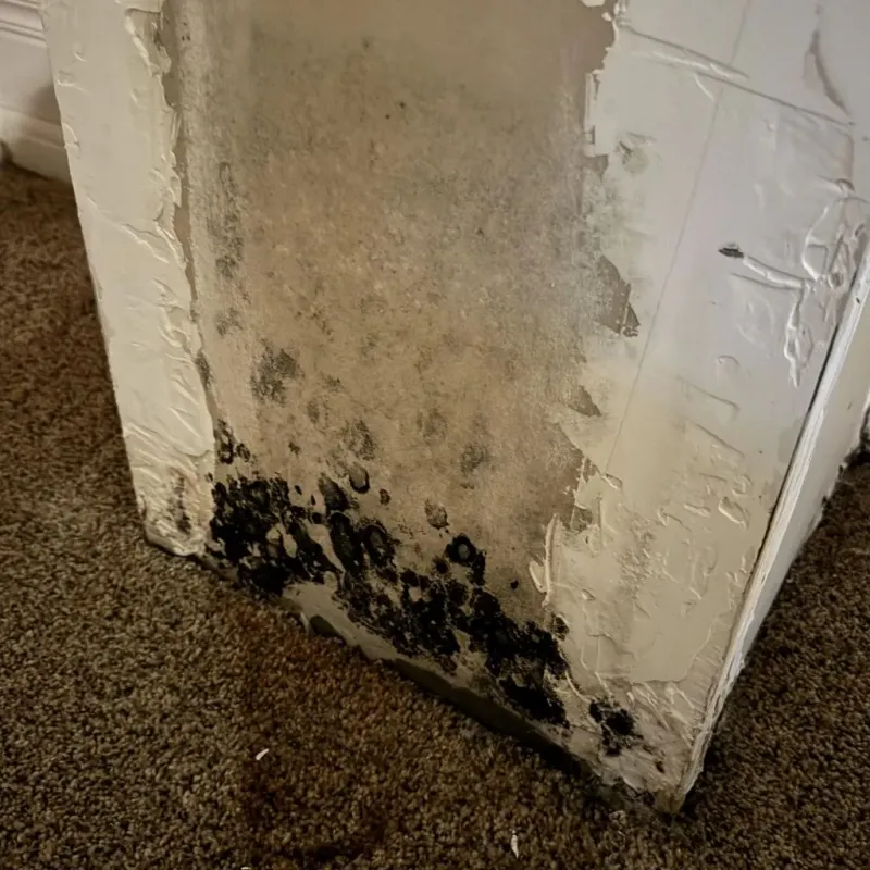 Professional Mold Removal in Hooverson Heights, WV